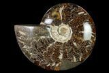Polished, Agatized Ammonite (Cleoniceras) - Madagascar #149176-1